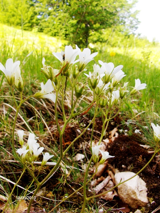 Saxifraga granulata / Sassifraga granulosa